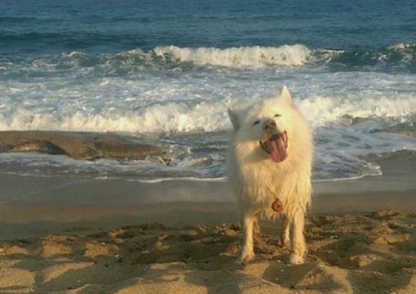 Изрод застреля домашно куче на варненски плаж