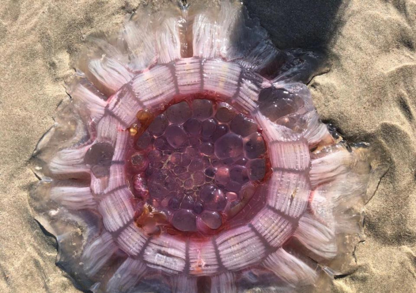 Британци се натъкнаха на „извънземна“ медуза