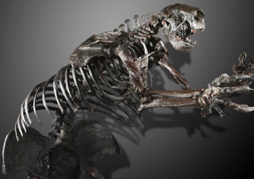 Чили си иска скелет от Британския музей 