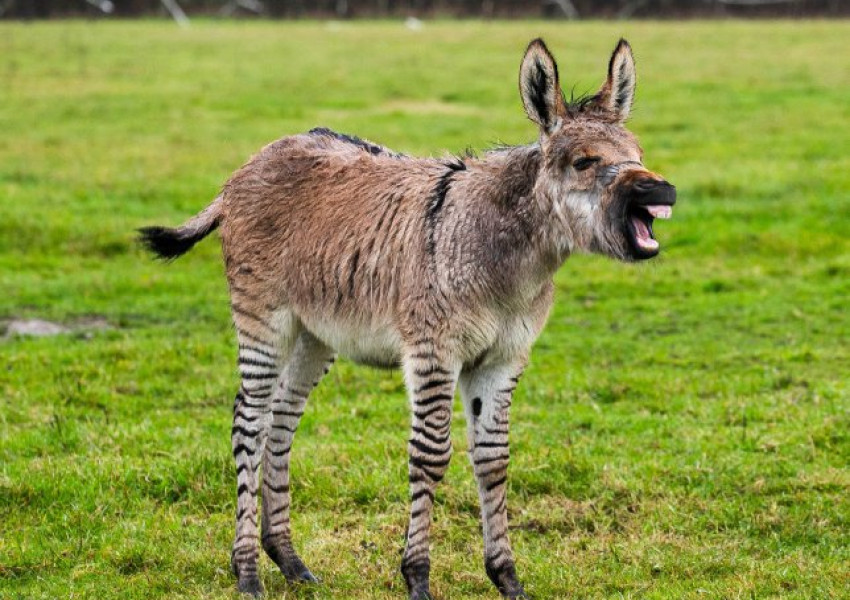 Кръстоска между магаре и зебра се роди в Съмърсет