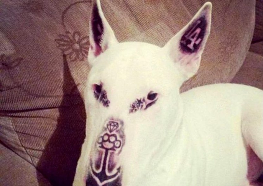 Изрод татуира кучето си (СНИМКИ 18+)