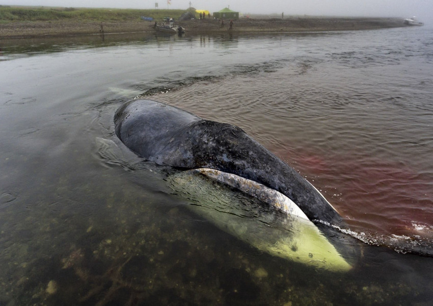 10 загинали кита на плаж във Великобитания