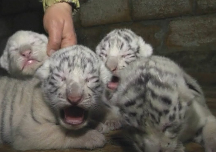 Три бели тигърчета изреваха в Ялта (ВИДЕО)