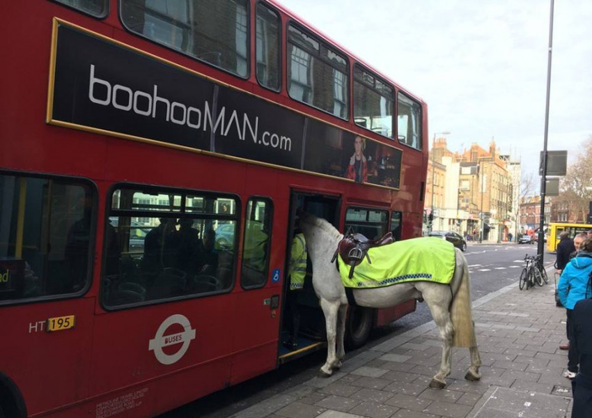 Полицейски кон влезе в автобус в центъра на Лондон (СНИМКА)