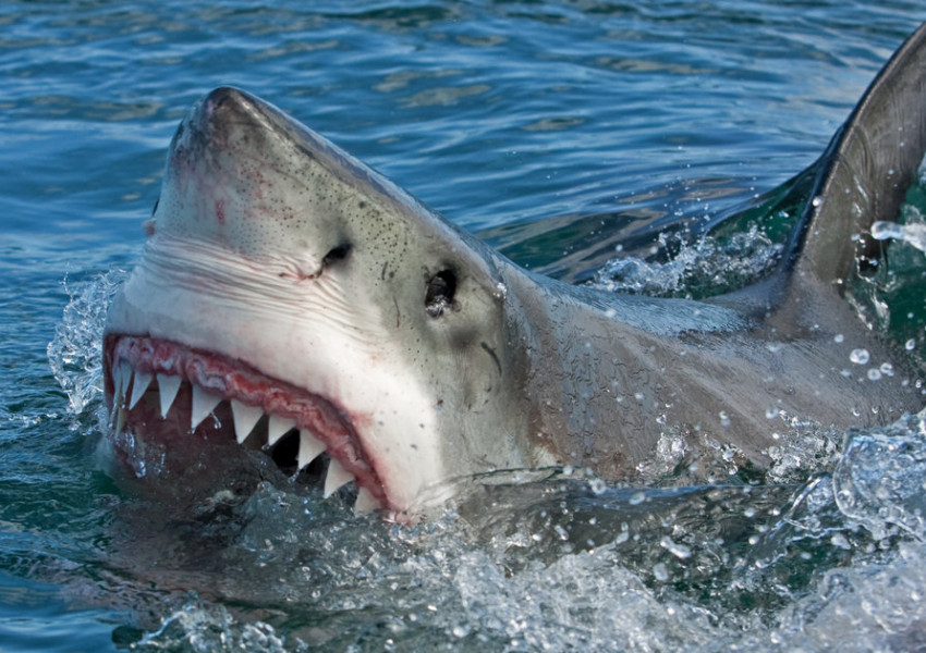 Бели акули кръжат около Великобритания 