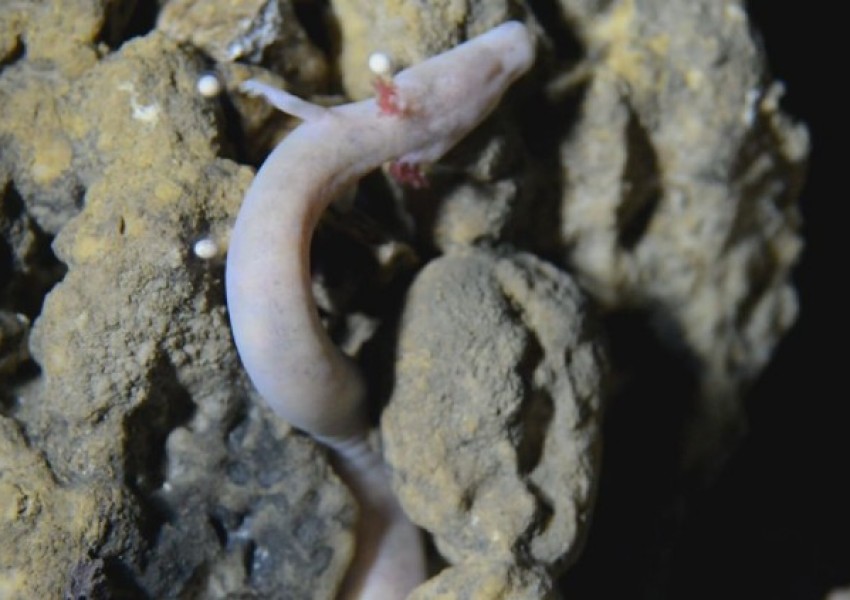 Ново потомство "бебета дракони" ще се излюпи скоро в пещера Постойна, Словения