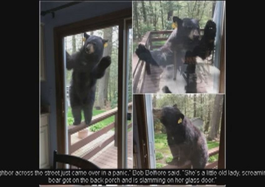 Агресивна мечка опита да нахлуе в дома на възрастна жена заради аромат на брауни (ВИДЕО)