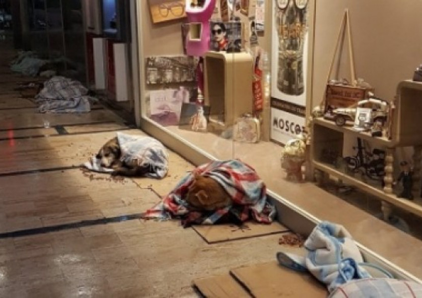Истанбулските молове и магазини приютиха бездомни животни (СНИМКА)