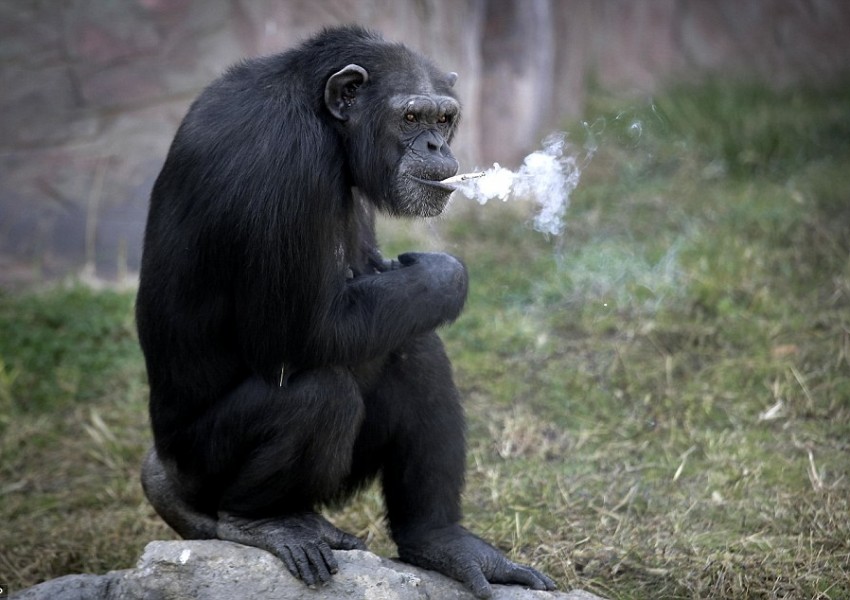 Шимпанзе от зоопарк в Северна Корея пуши по една кутия цигари на ден (СНИМКИ)