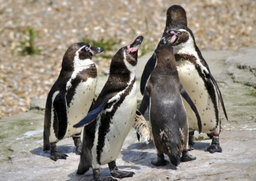 7 пингвини загинаха мистериозно в зоопарк в Канада
