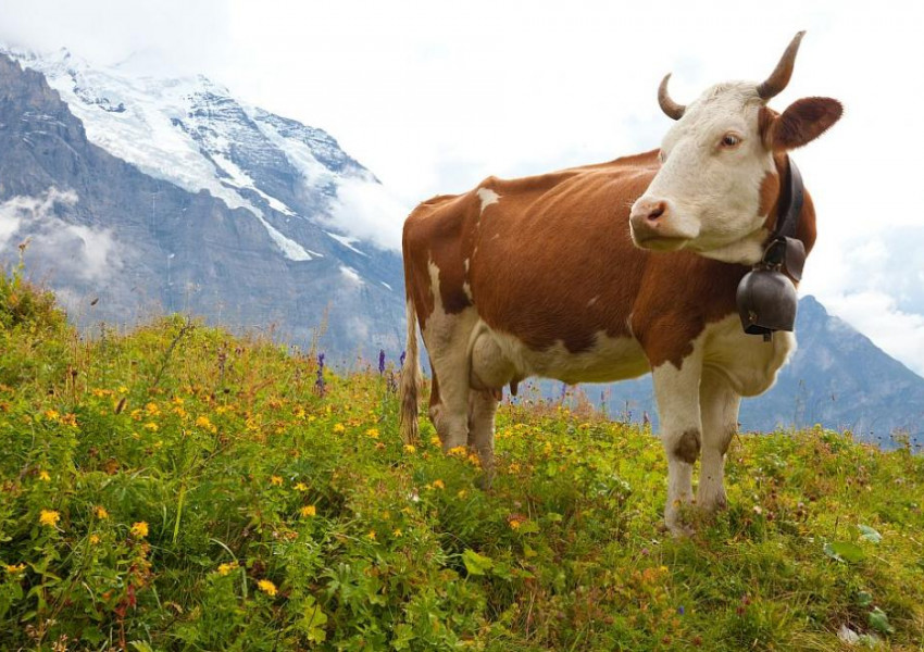 Издадоха наръчник за срещи с крави на алпийски пасища