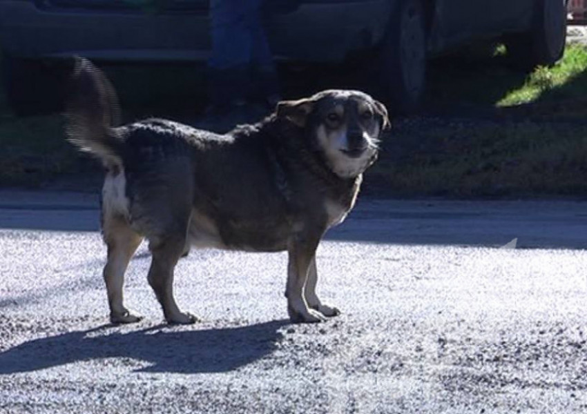 Куче чака повече от година починалата си стопанка