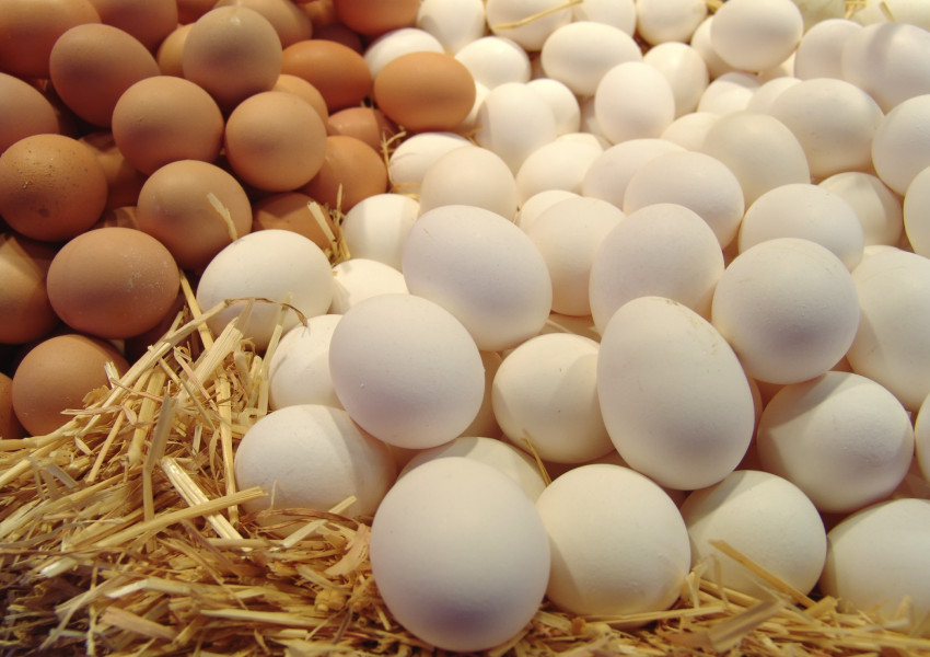 Русия забрани българските яйца