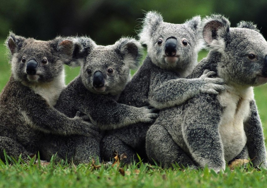 Защо може да се наложи да избием стотици коали?