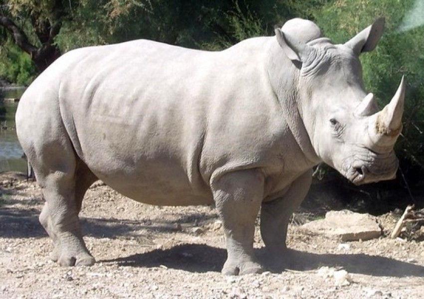 Почина един от последните бели носорози в света