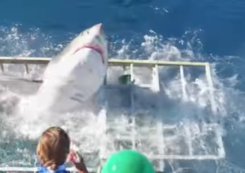 Шокиращо видео! Акула влиза в клетка с водолаз