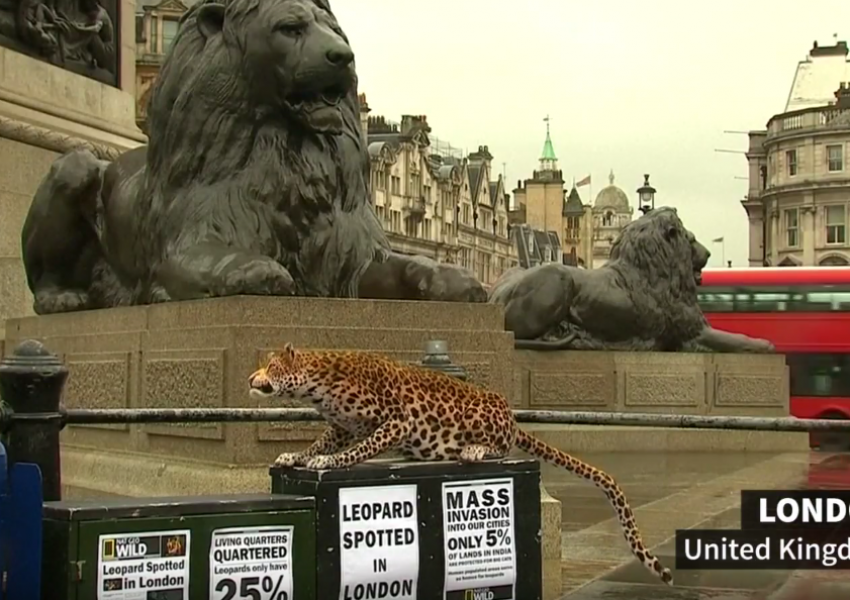 Леопард в центъра на Лондон! (СНИМКИ)