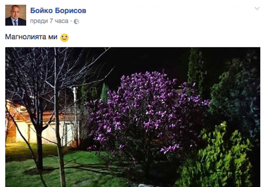 Бойко Борисов пусна среднощна снимка на магнолиите си