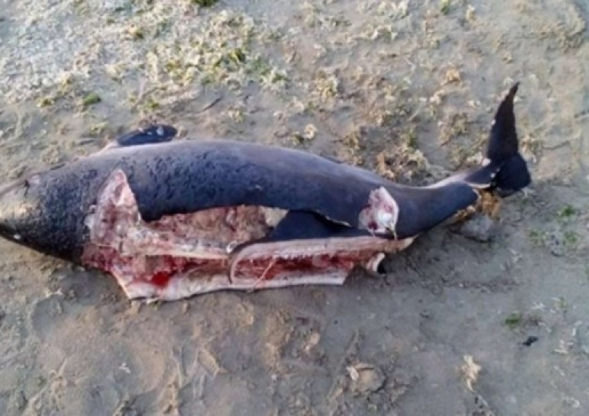 Откриха трупове на жестоко нарязани делфинчета (СНИМКА 18 +)
