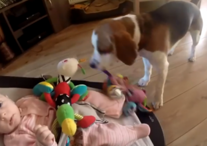 Куче краде играчката на бебе и после се извинява по странен начин (ВИДЕО)