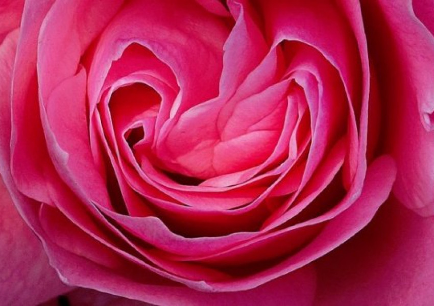 Британски художник създаде най-розовата боя в света