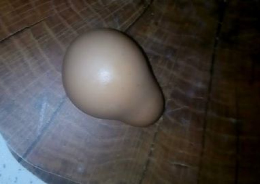 Яйца-мутанти се появиха в супермаркет „Кауфланд“ в София (СНИМКИ)