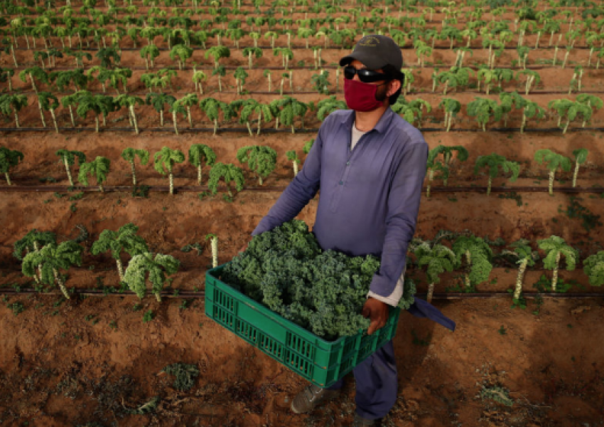 Великобритания набира румънски работници за прибирането на реколтата от плодове и зеленчуци 