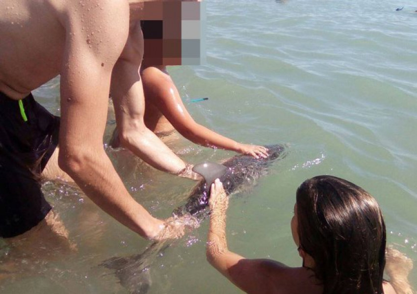 Бебе делфин почина заради селфи на туристи