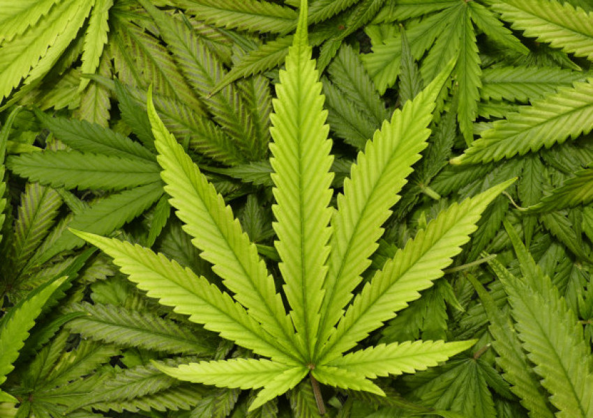 Полша легализира марихуаната