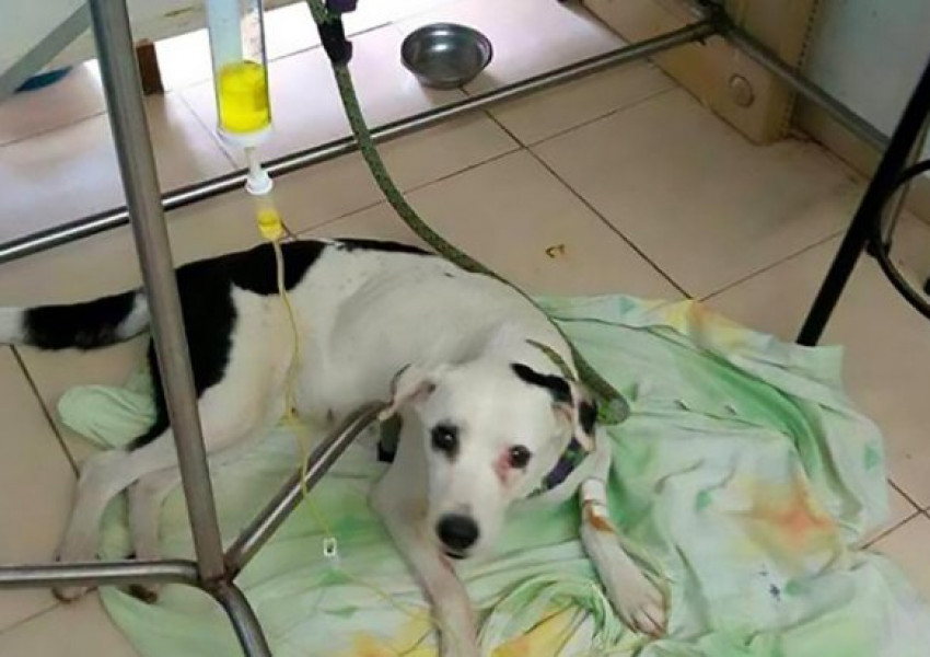 Собственик заряза кучето си на летището, то почина от разбито сърце