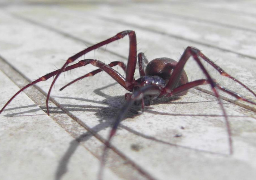Огромни паяци затвориха четири училища в Нюхам
