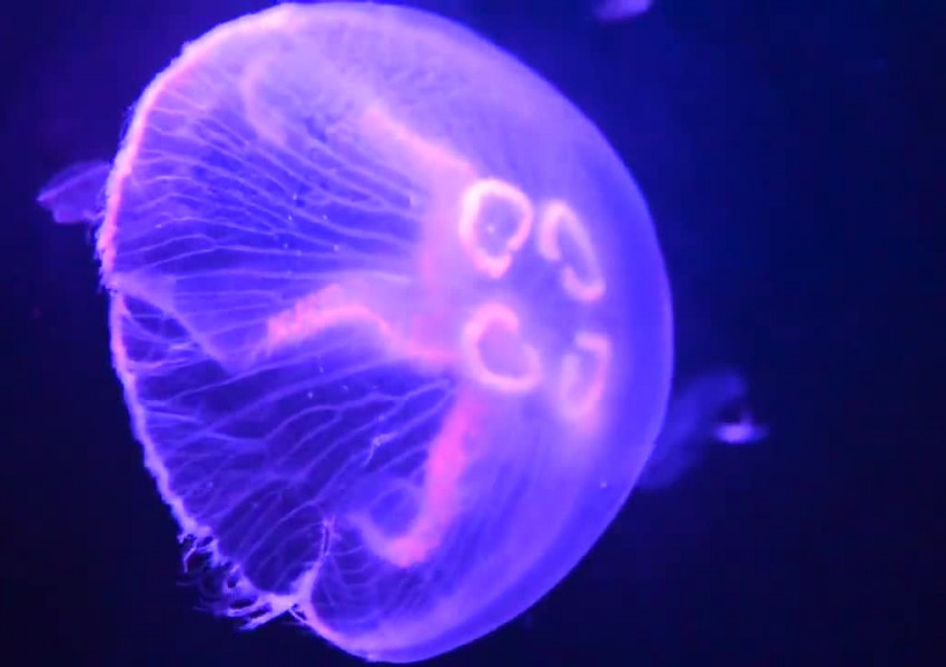 Какво да направим ако ни ужили медуза?