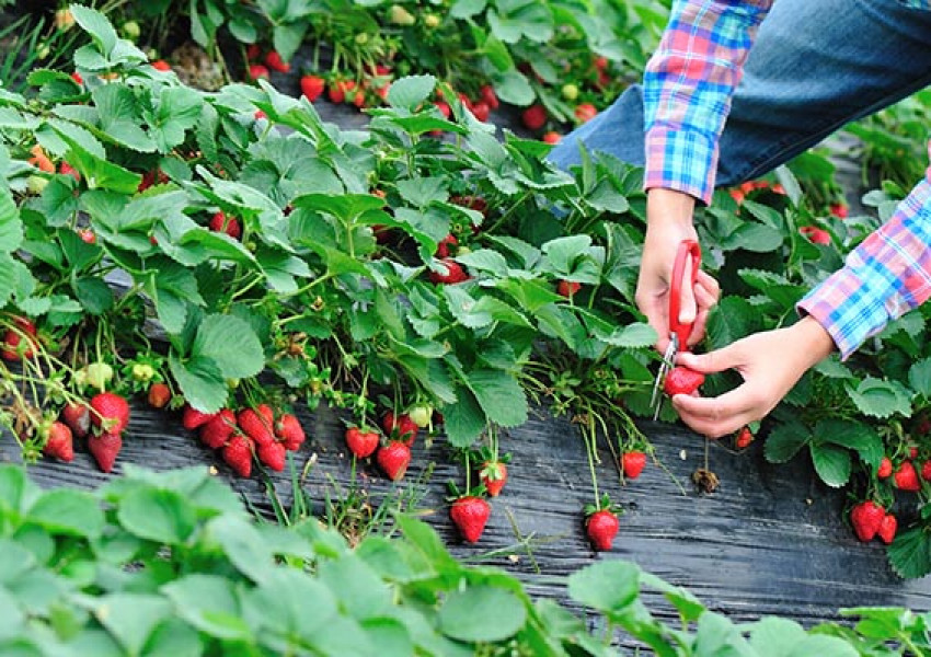 Кой ще бере ягодите на Острова, когато източноевропейците си тръгнат?