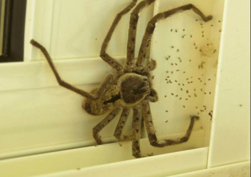 Грррр! Мъж откри гигантски паяк зад вратата в дома си (СНИМКИ)