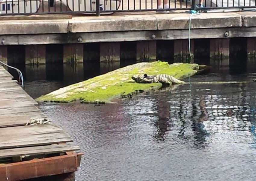Гигантски крокодил изплува в Лондон (СНИМКИ)