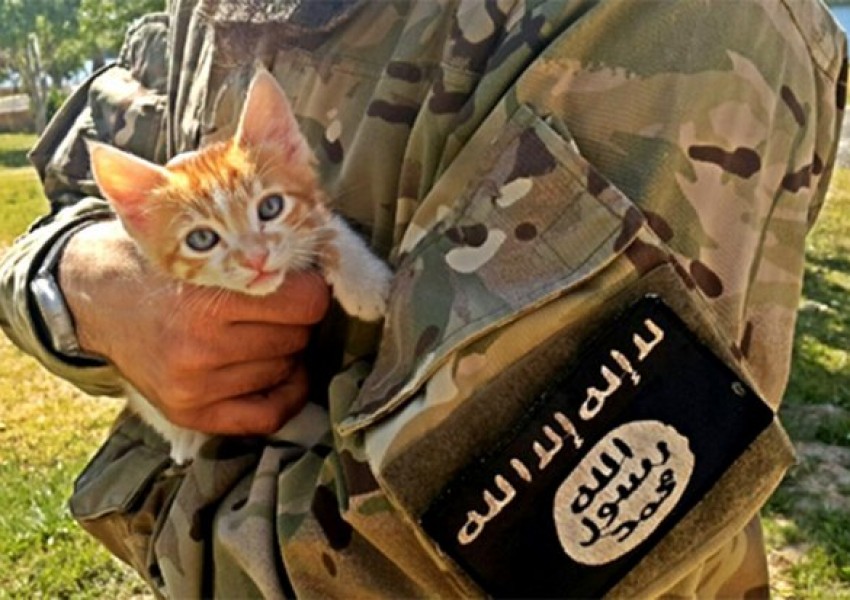 "Ислямска държава" обяви война и на котките