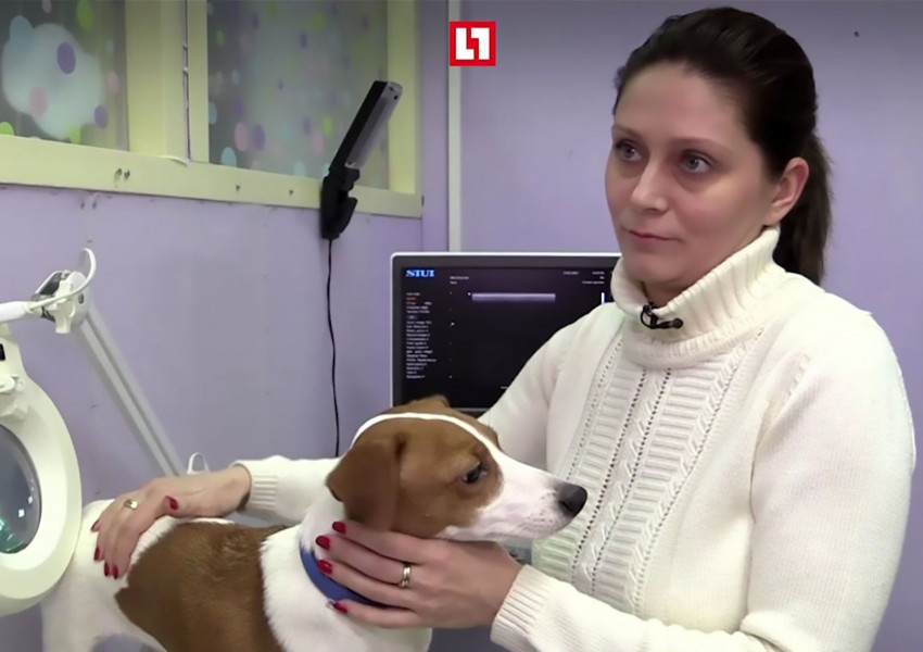 Руснаци подложиха кучето си на пластични операции - не харесвали стърчащите му уши