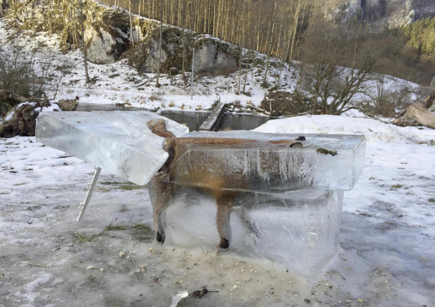 В Германия откриха лисица в леден блок (СНИМКА)