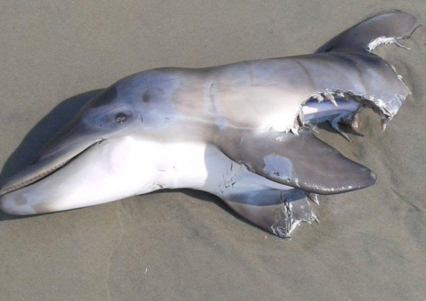 Туристи убиха бебе-делфин (ВИДЕО 18 +)