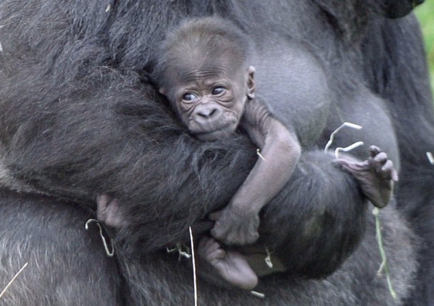 Невероятно рядък вид бебе-горила се роди в зоопарк в Лестършър 