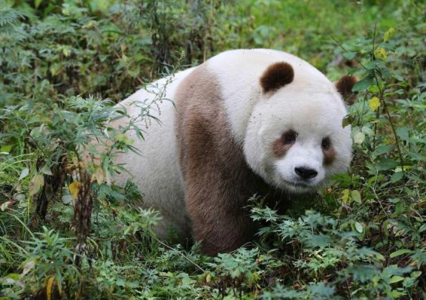 Това е Кизай - единствената кафява панда в света (ВИДЕО)