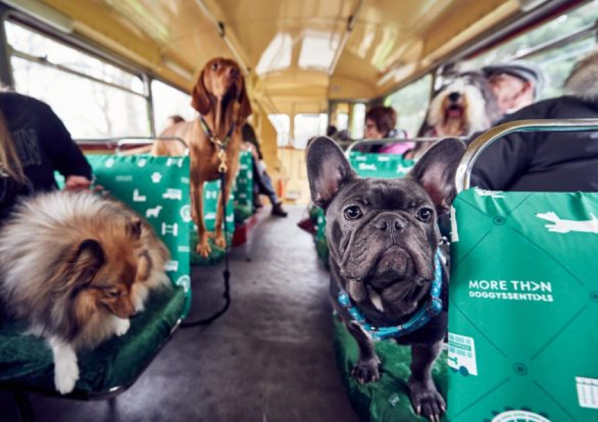 Пуснаха специален автобус за кучета в Лондон