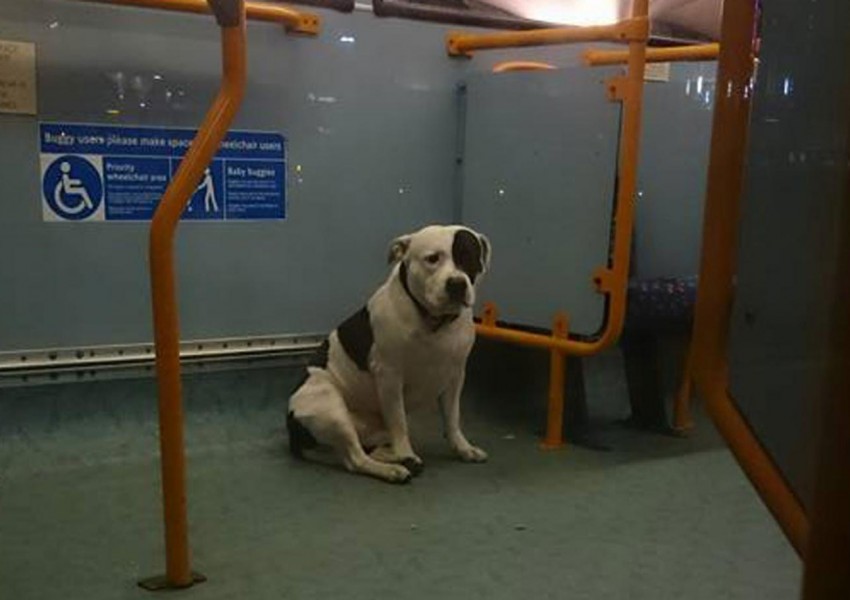Собственикът на това куче го е изоставил в автобус в Лондон