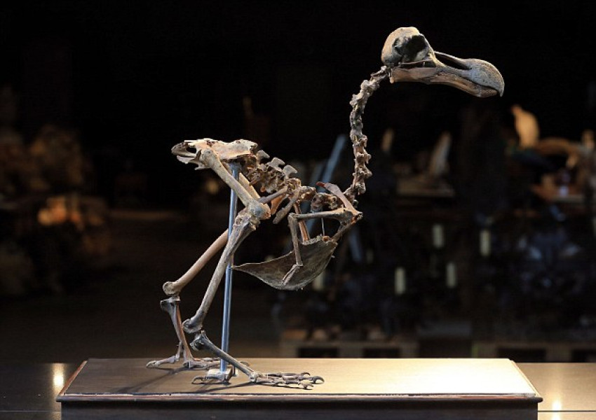 Скелет на изтребената птица Додо бе продаден за 350 хил. паунда