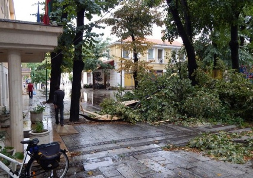 Ужас! Паднали дървета и градушка във Видин! (СНИМКИ) ВИДЕО)