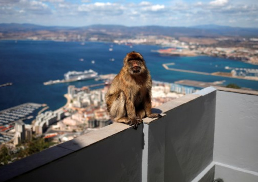 Гибралтар, маймуните и Брекзитът