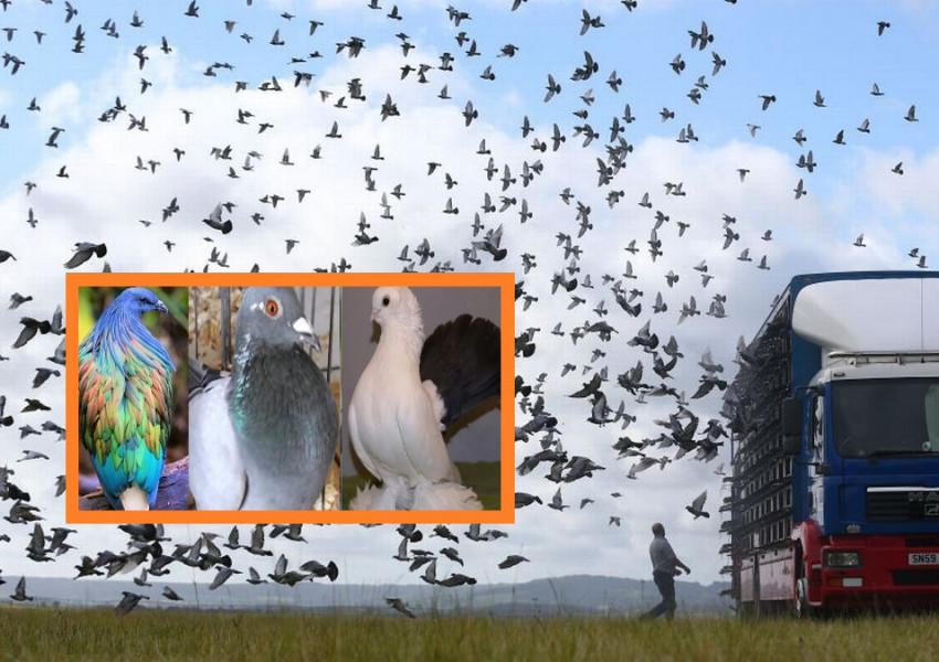 Хиляди спортни гълъби пуснати от Великобритания изчезнаха мистериозно (ВИДЕО) 