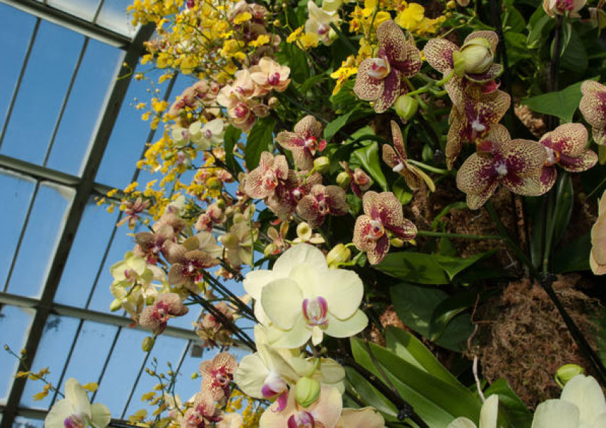 Откриха Фестивала на орхидеите в Лондон 