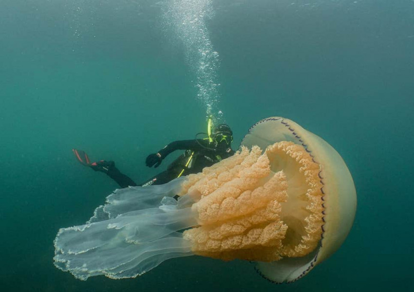 Гигантска медуза, забелязана край бреговете на Корнуел