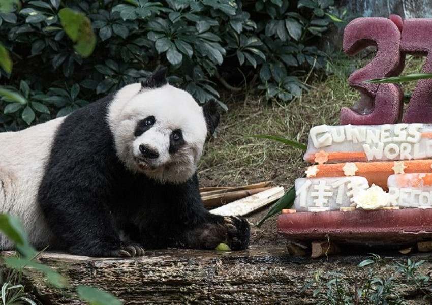Умря най-голямата и най-стара панда в света